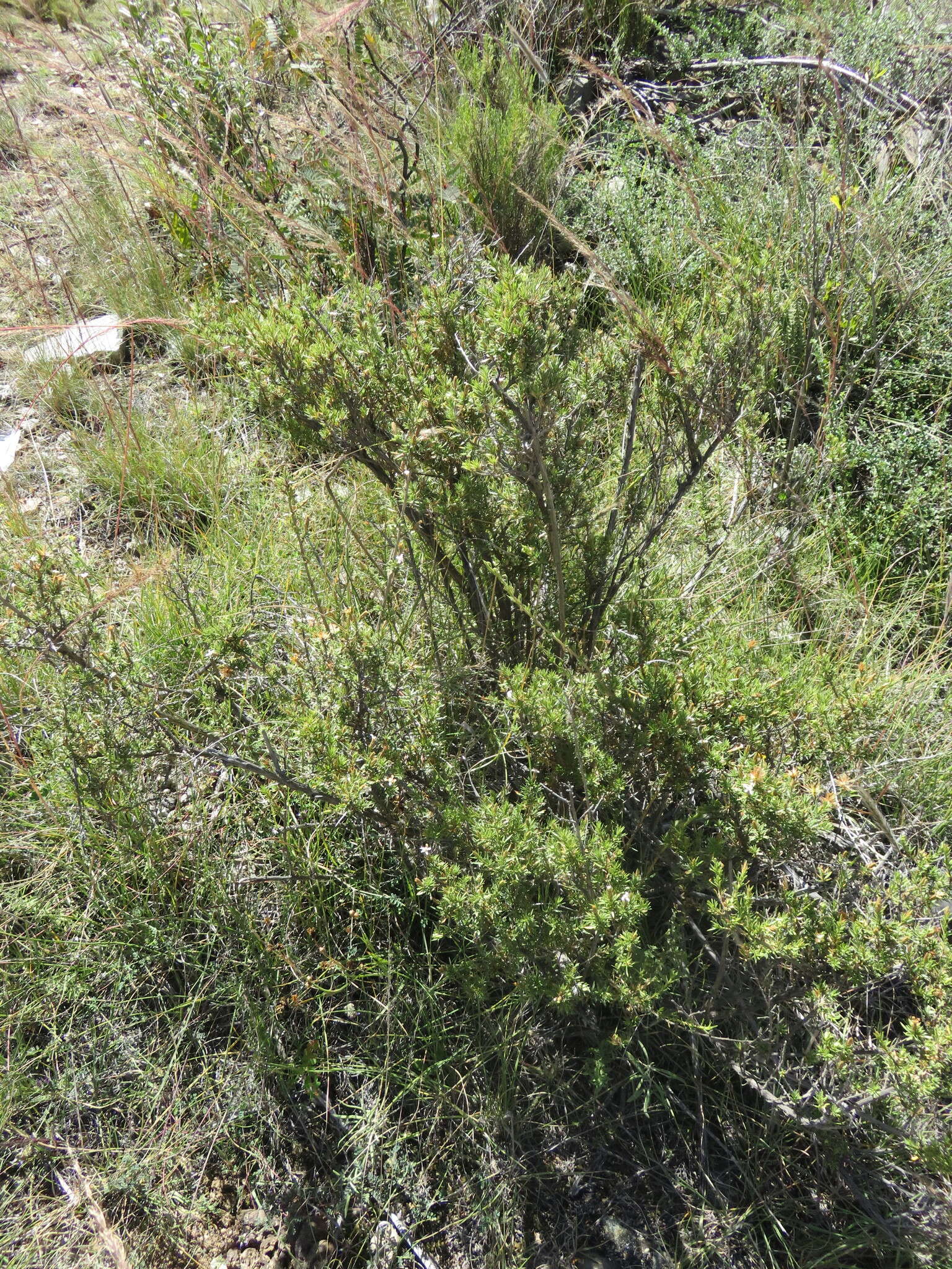 Image of Lophopappus foliosus Rusby