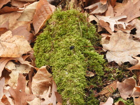 Image of callicladium moss