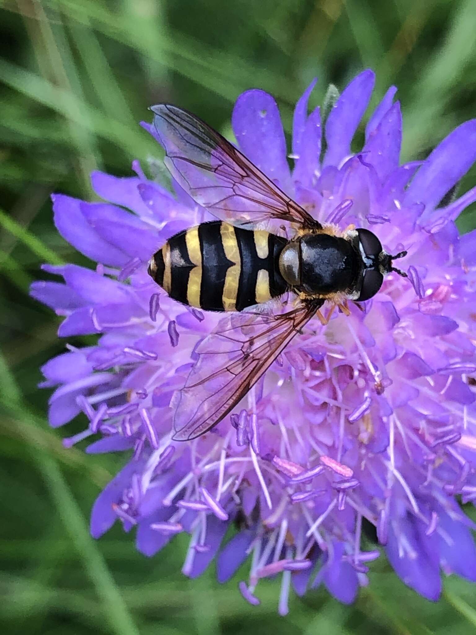 Image of Megasyrphus erraticus (Linnaeus 1758)