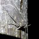 Image of Broad Ashen Pinion Moth