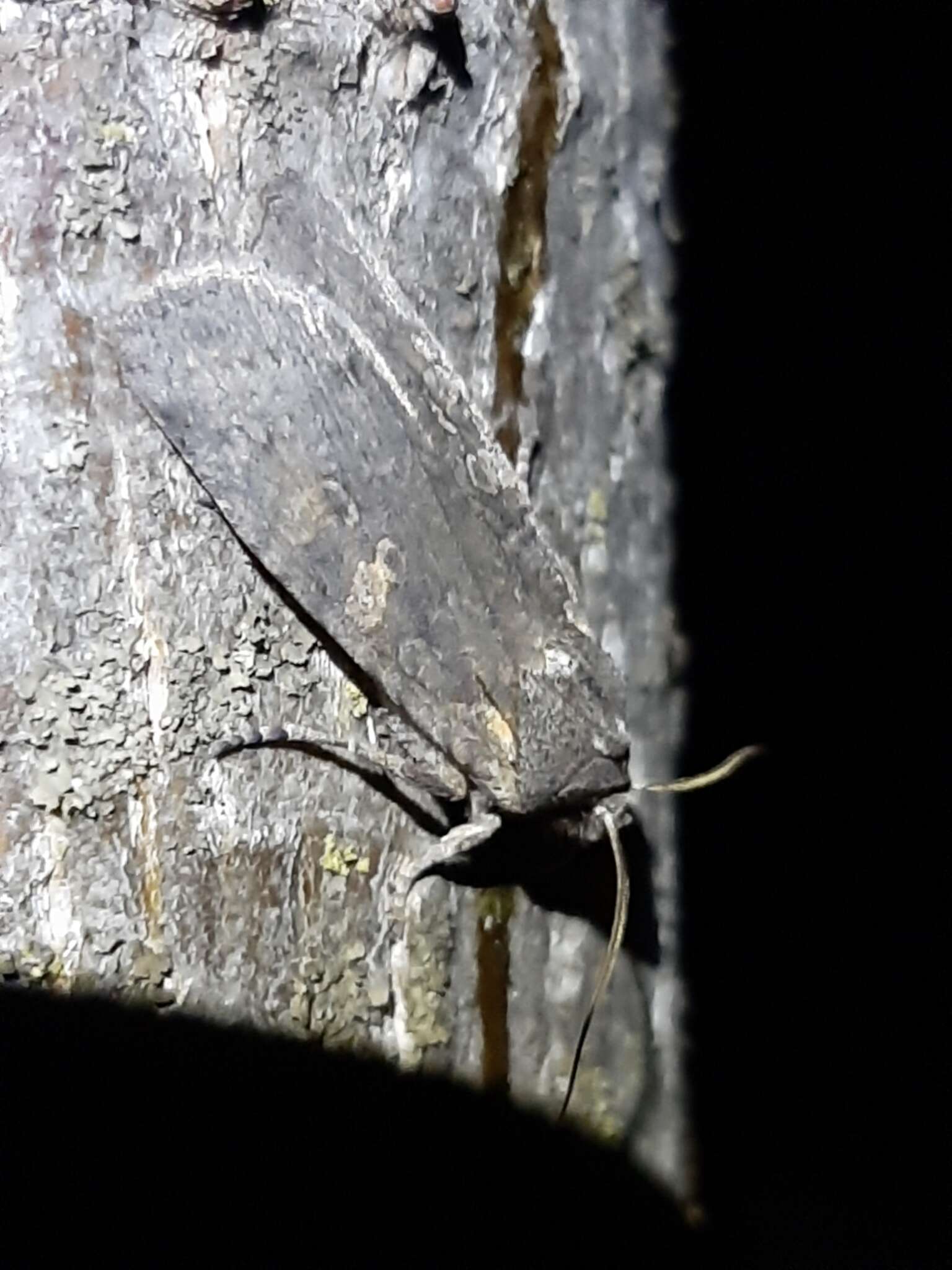 Image of Broad Ashen Pinion Moth