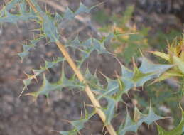 Image of Berkheya chamaepeuce (S. Moore) Roessler