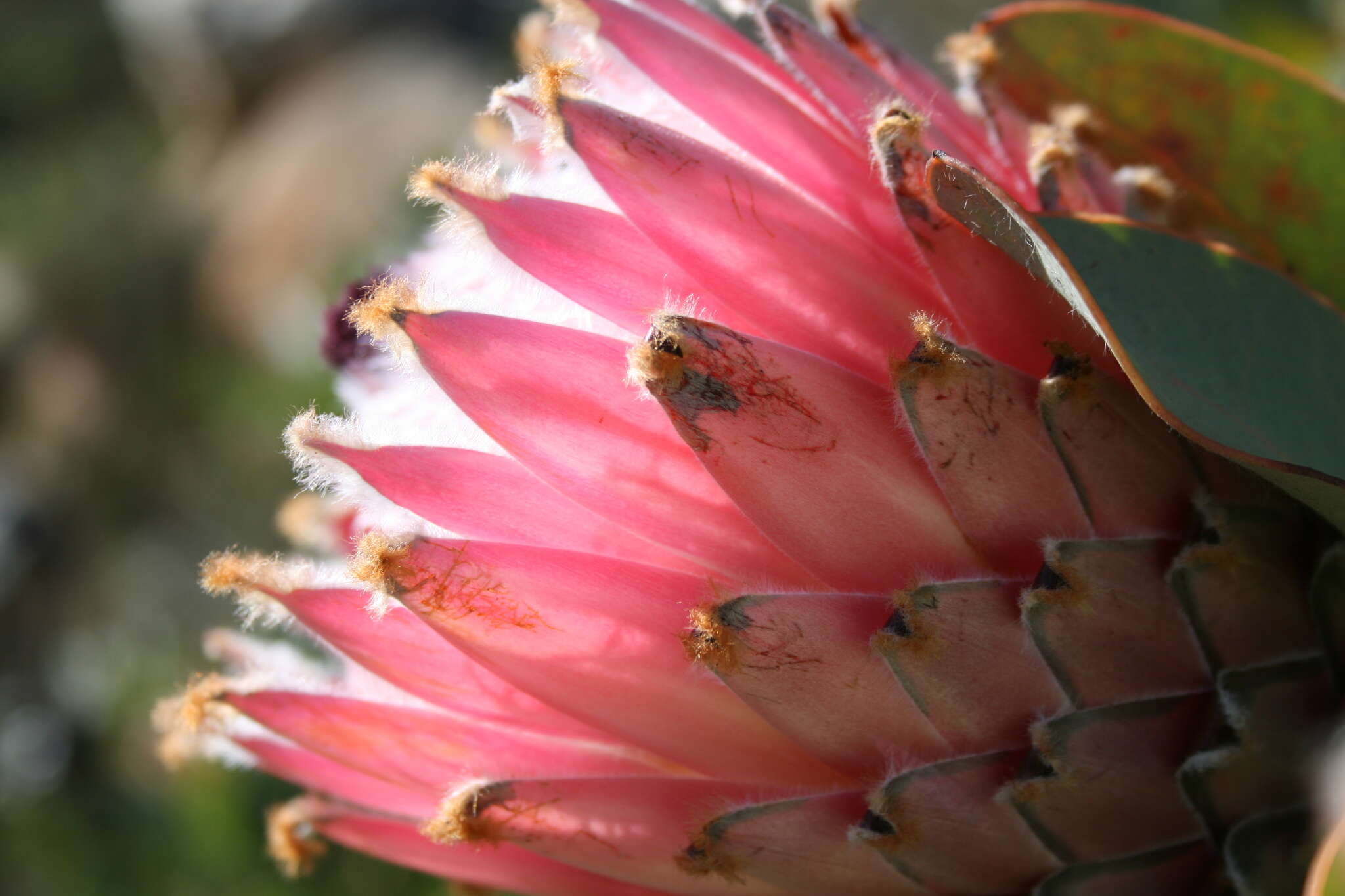 Слика од Protea magnifica Andr.