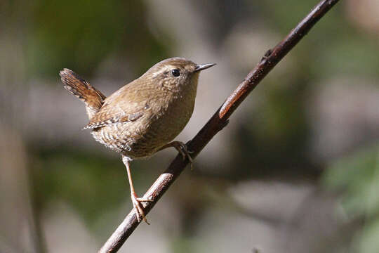 Image of Pacific Wren