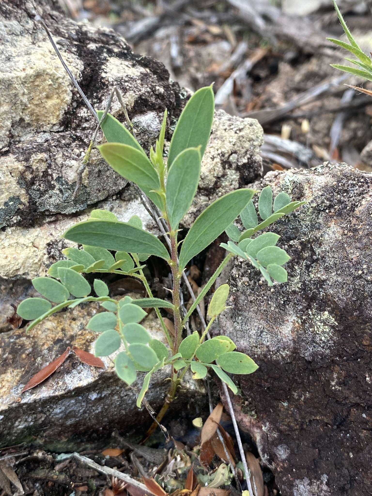 Image of Acacia purpureapetala