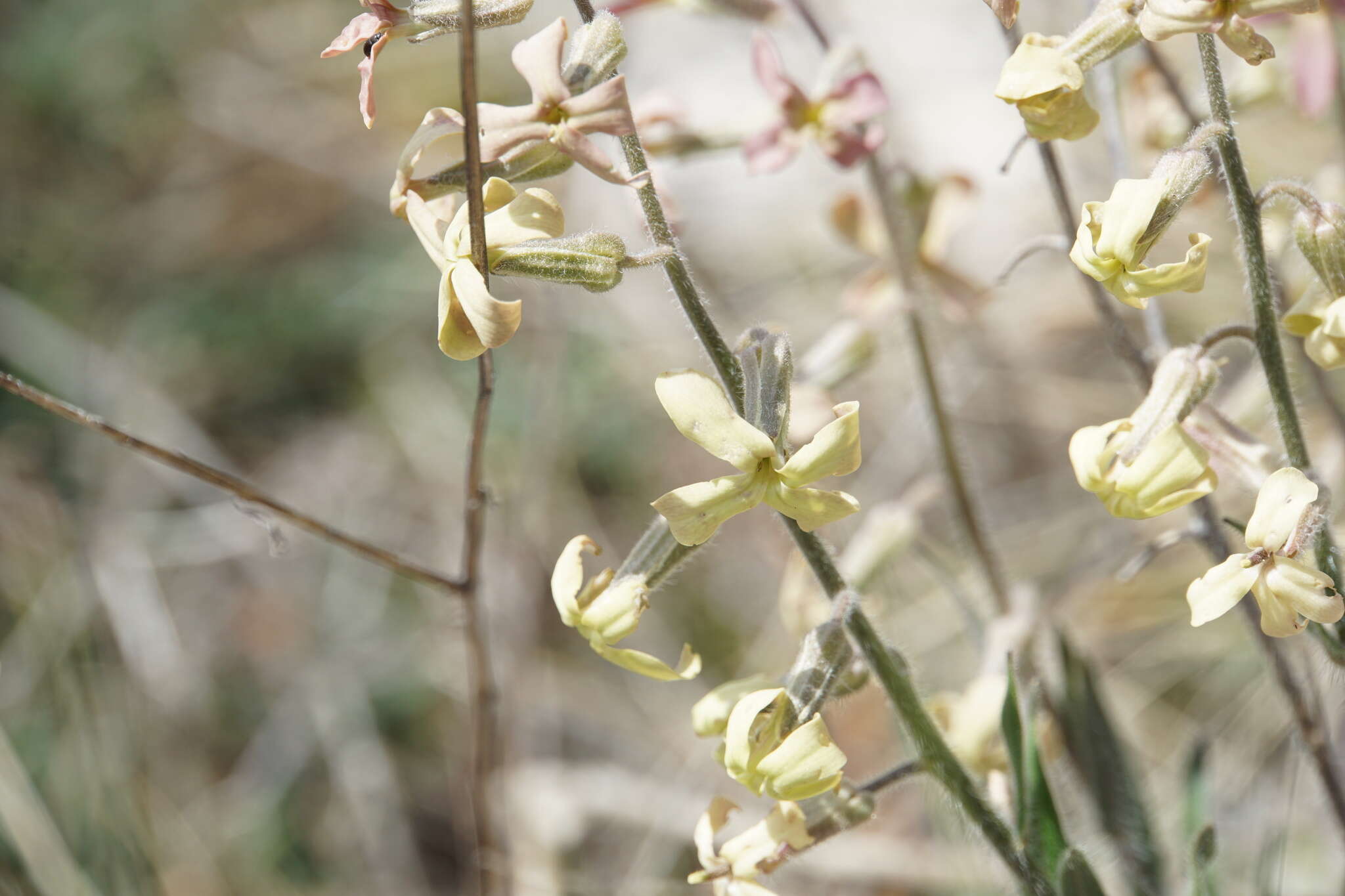 صورة Hesperis laciniata All.