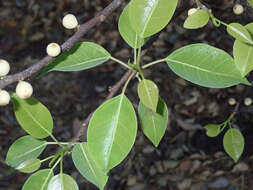 Image of Ficus cordata subsp. lecardii (Warb.) Berg