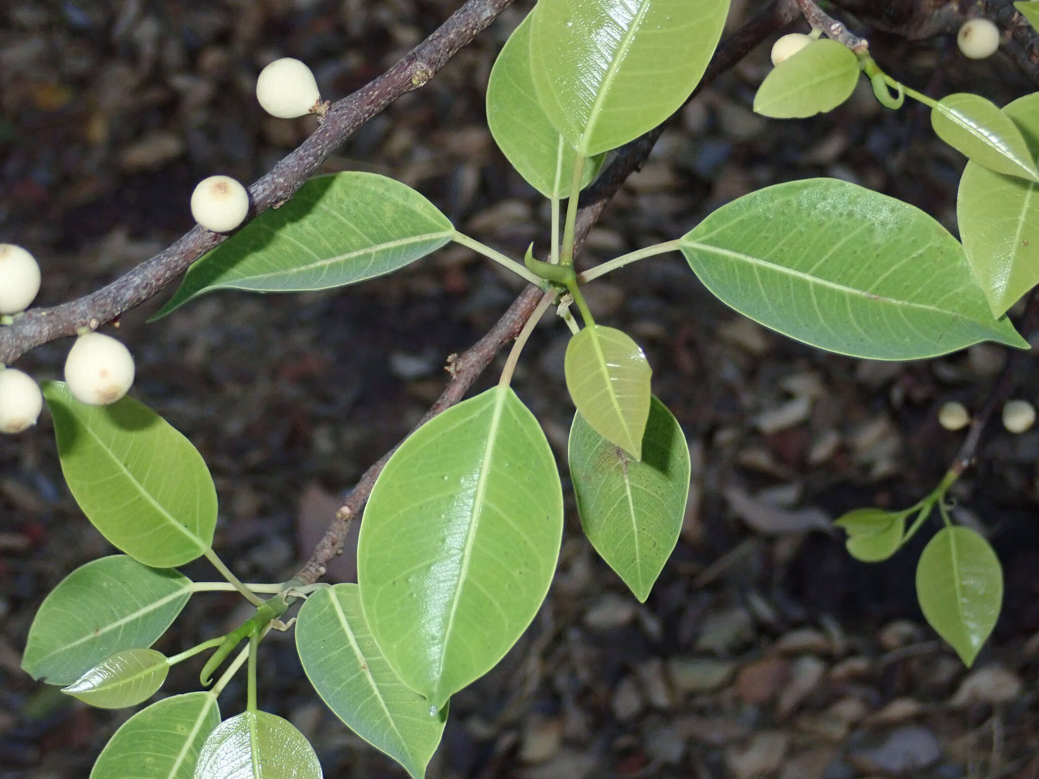 Image de Ficus cordata subsp. lecardii (Warb.) Berg