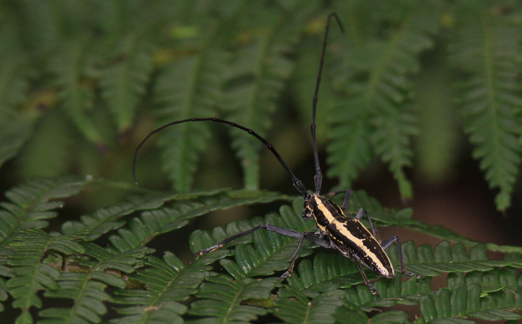 Image of Epepeotes ambigenus (Chevrolat 1841)