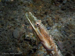 Image of Bluethroat Pikeblenny