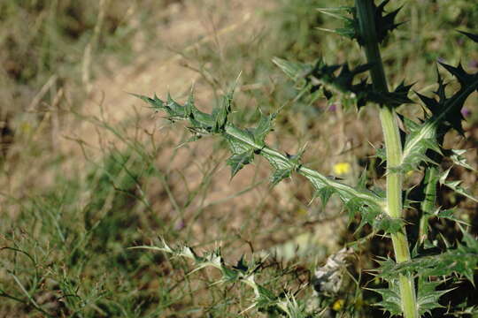 Image of Echinops armatus Stev.