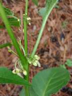 Image of Witheringia mexicana (B. L. Robinson) A. T. Hunziker