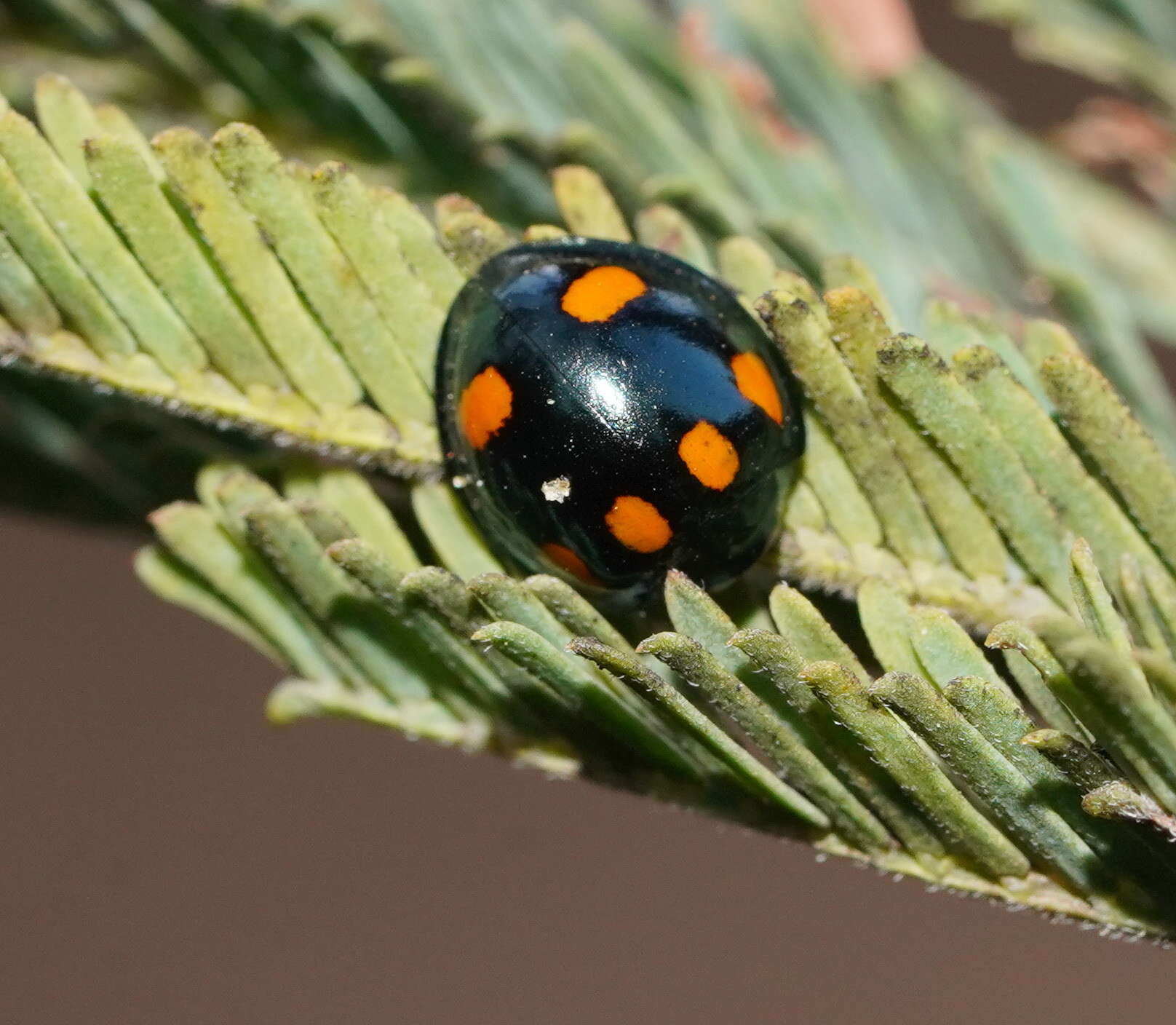 Imagem de Orcus australasiae (Boisduval 1835)