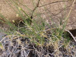 Image of Mojave Sandwort