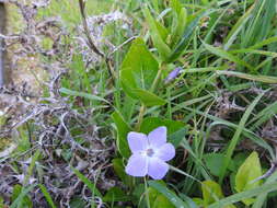 Image of Intermediate Periwinkle