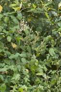 Image of Forest buckweed