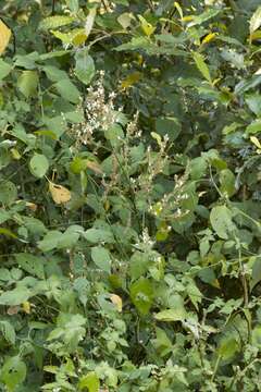 Image of Forest buckweed