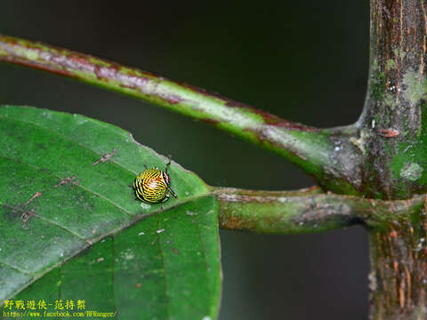 Image of Gergithus (Gergithus) complicatus Distant 1916