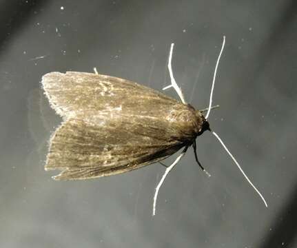 Image of brown-veined wainscot