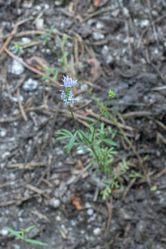 Image of bluehead gilia