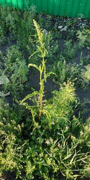 Imagem de Rumex pseudonatronatus (Borb.) Borb. ex Murb.