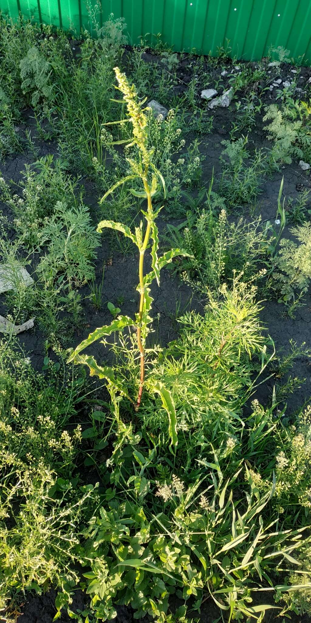 Imagem de Rumex pseudonatronatus (Borb.) Borb. ex Murb.