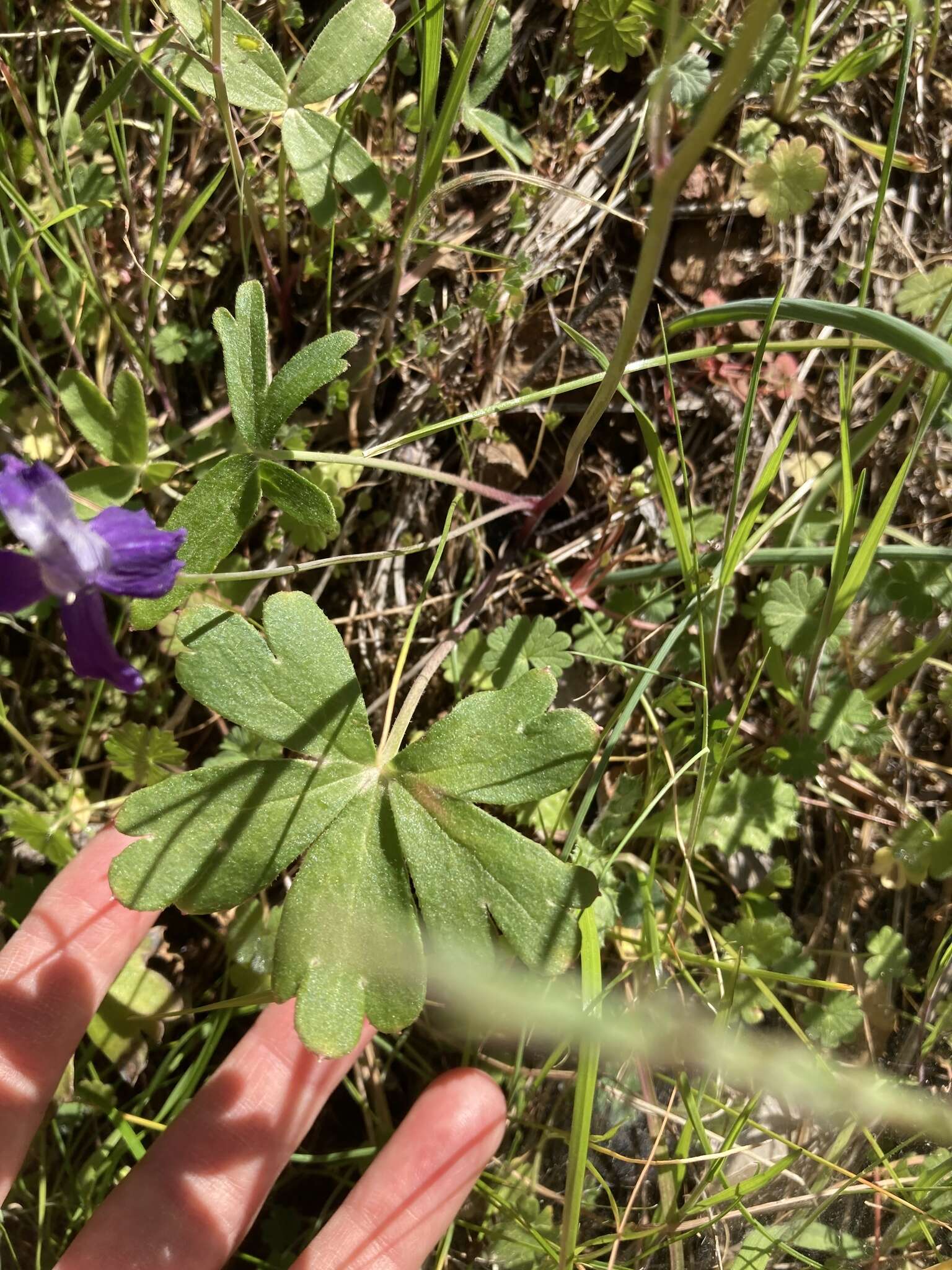 Delphinium patens subsp. patens的圖片