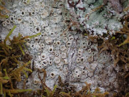 Image of barnacle lichen