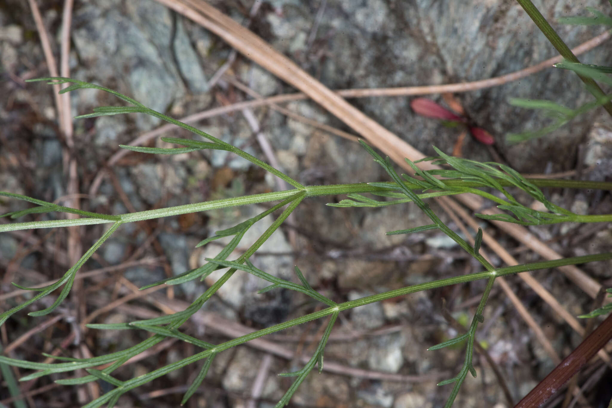 Image of Lomatium caruifolium var. caruifolium