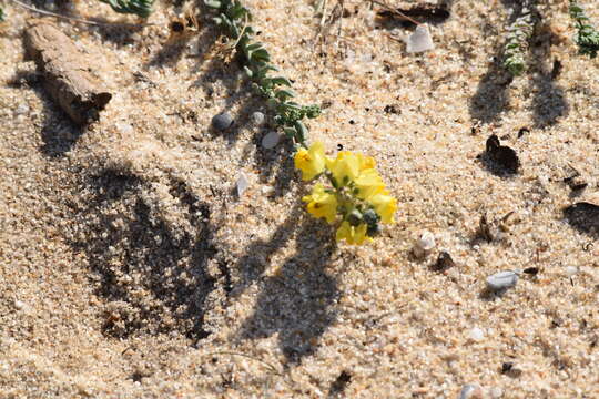 Imagem de Linaria polygalifolia Hoffmgg. & Link