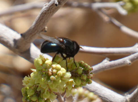 Image of Comstock's Bromeliad Fly