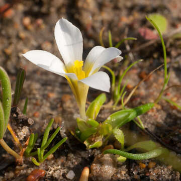 Plancia ëd Moraea angulata Goldblatt