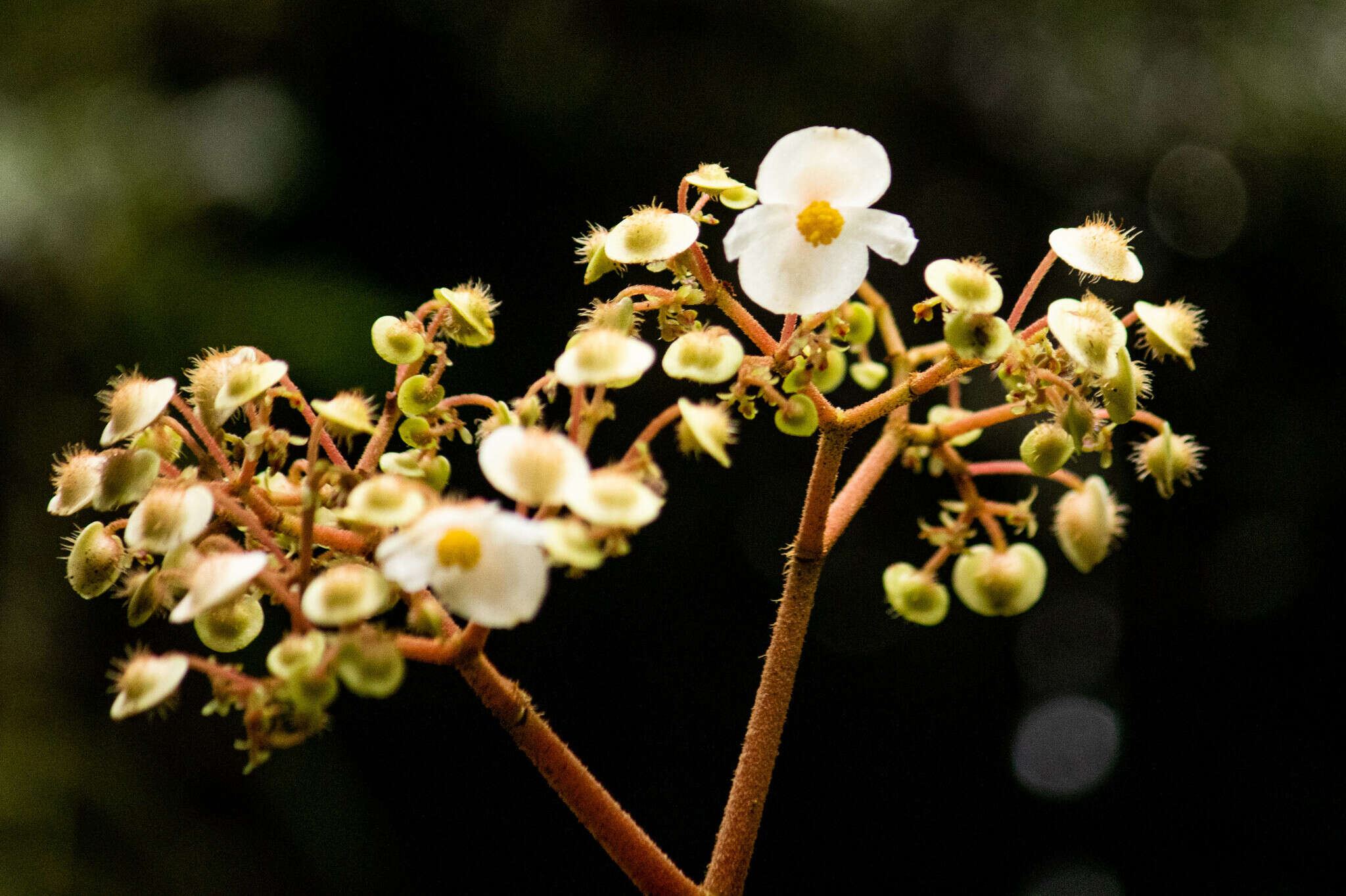 Image of Begonia sychnantha L. B. Sm. & Wassh.