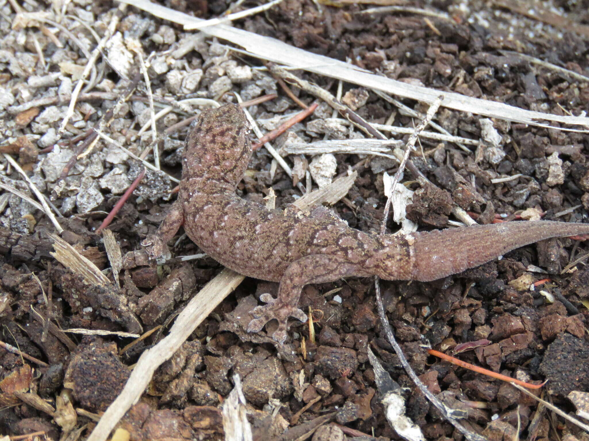 Image of Variegated dtella