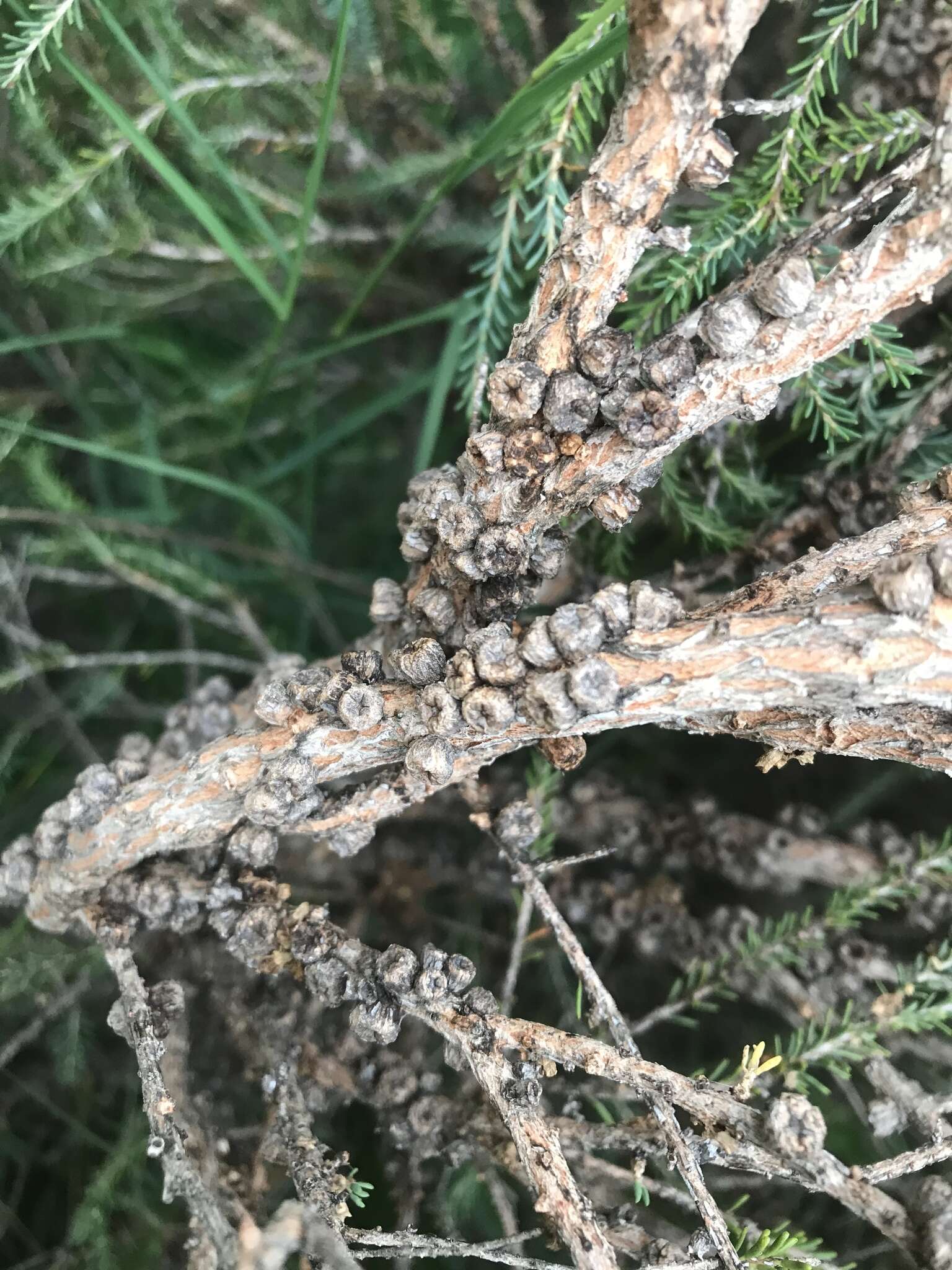 Imagem de Melaleuca brevifolia Turcz.