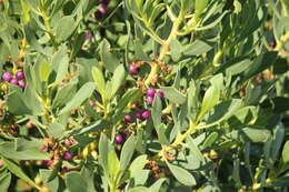 Myoporum insulare R. Br. resmi