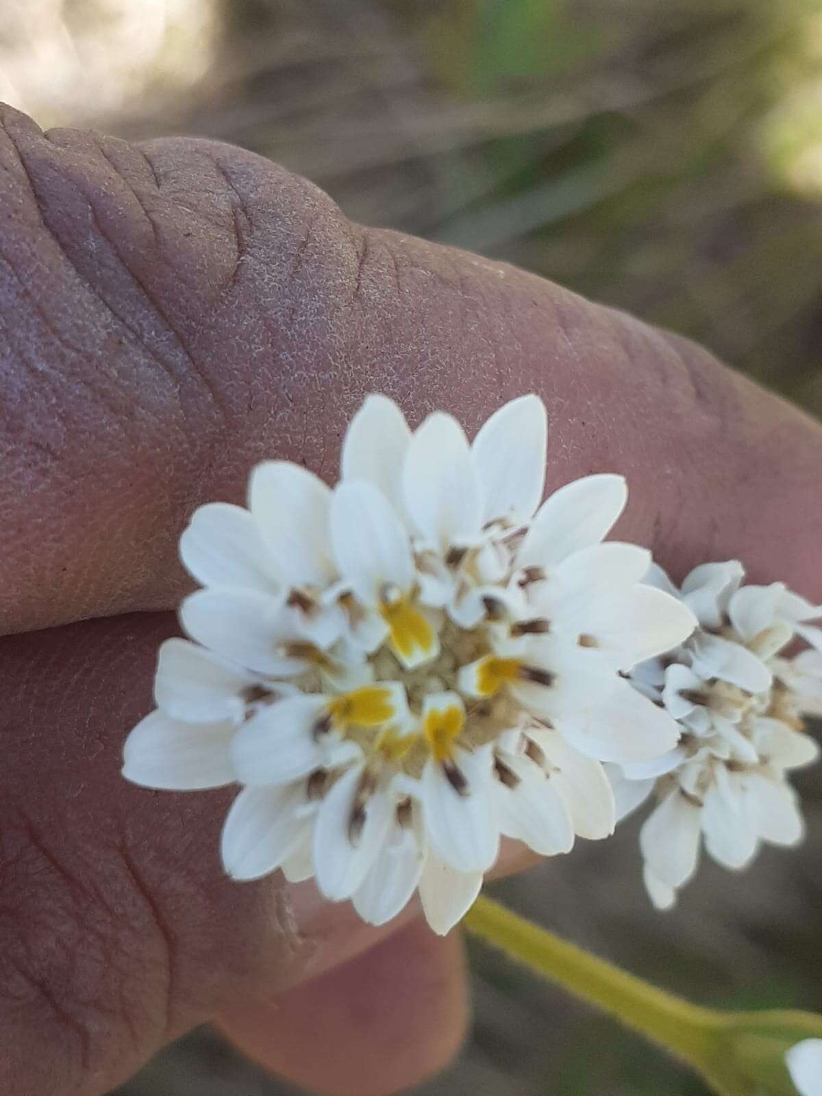 Imagem de Holocheilus brasiliensis (L.) Cabrera