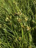 Imagem de Cyperus lanceolatus Poir.