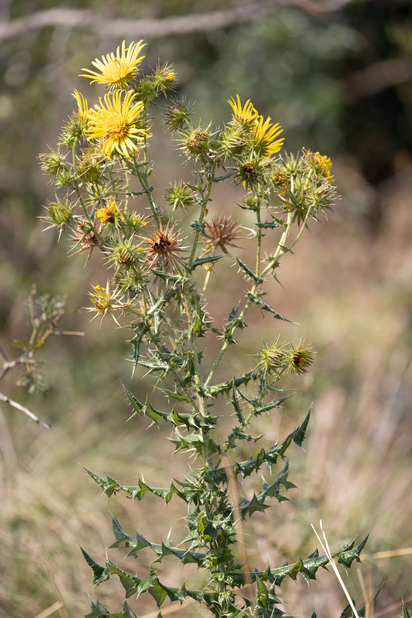 Image of Berkheya bergiana Soderb.