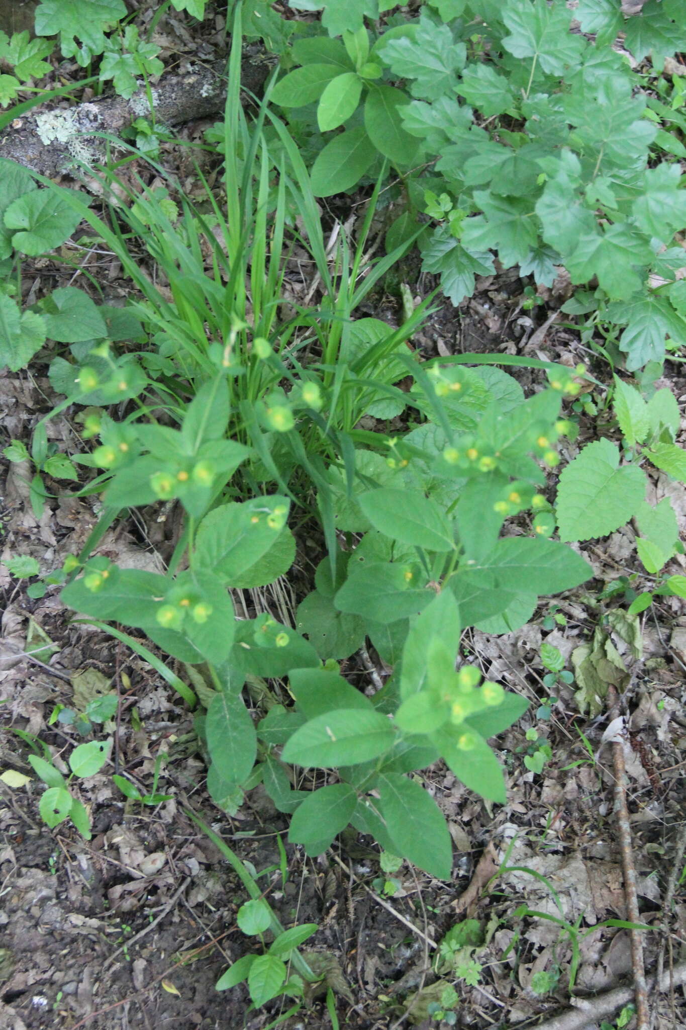 Image of Euphorbia squamosa Willd.