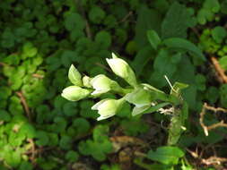 Image of Chloraea membranacea Lindl.