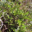 Image de Psoralea lanceolata Pursh