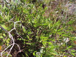 Psoralea lanceolata Pursh resmi