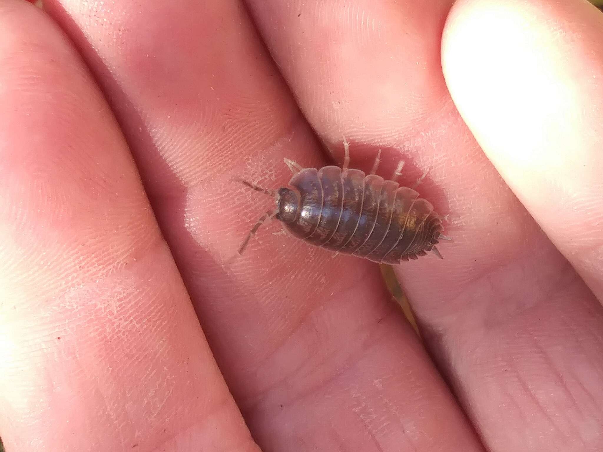 Image of Isopod