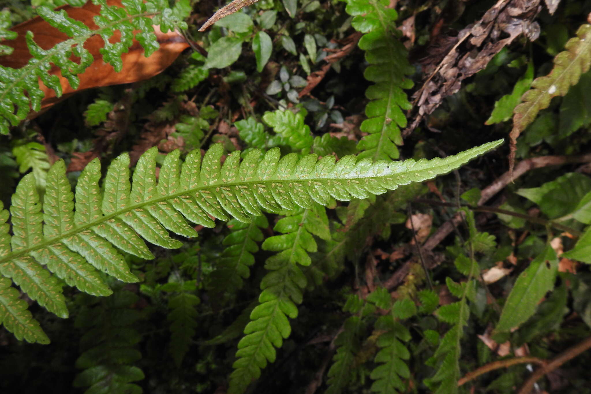 Image of Stegnogramma tottoides (H. Itô) Iwatsuki