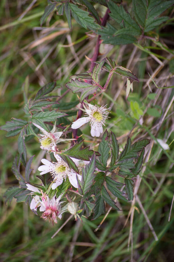 Image of cut-leaved bramble