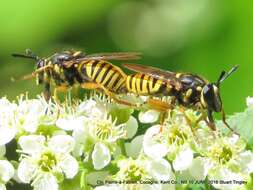 Sivun Sphecomyia vittata (Wiedemann 1830) kuva