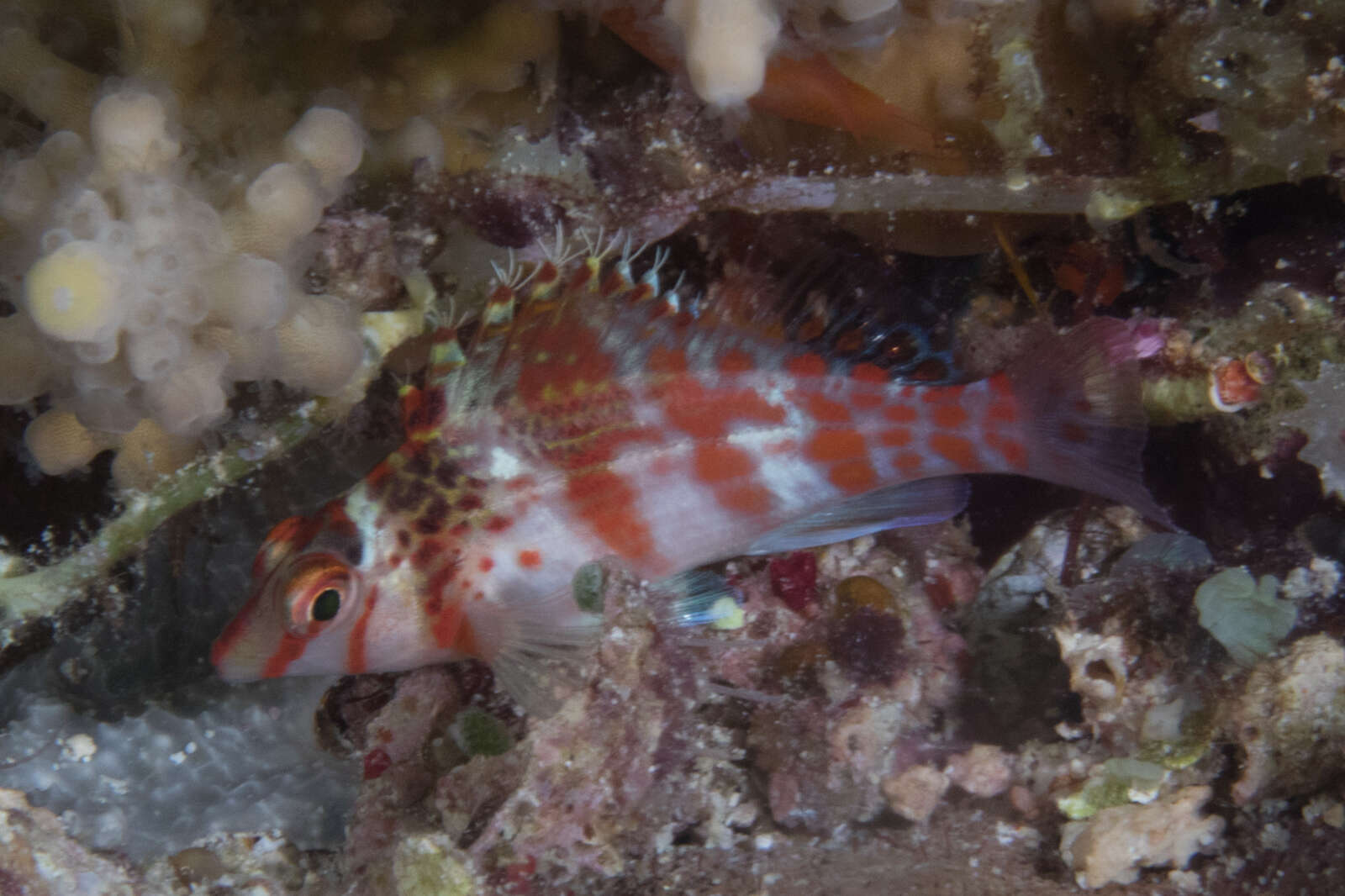 Image of Coral Hawkfish