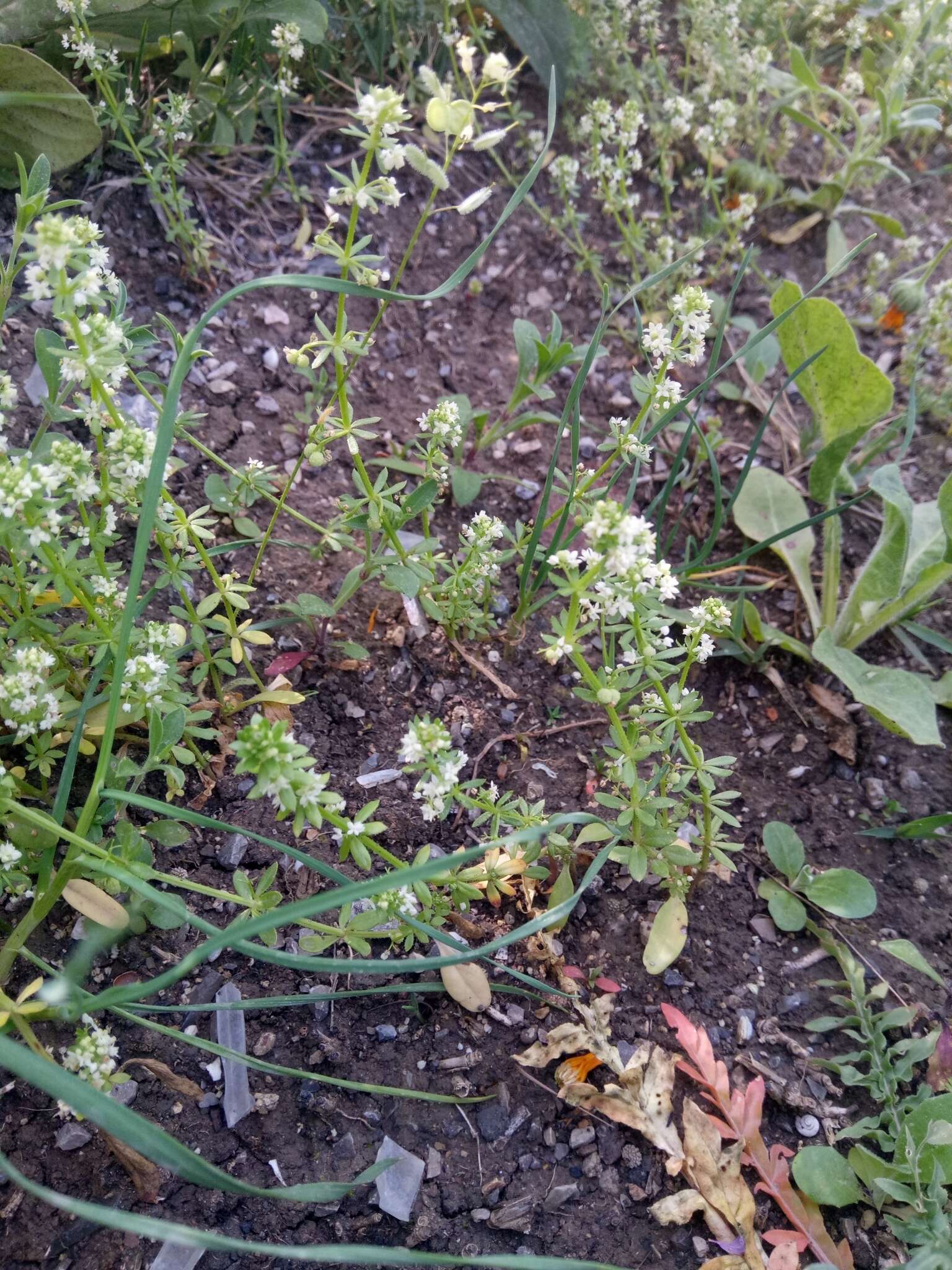 Image of warty bedstraw