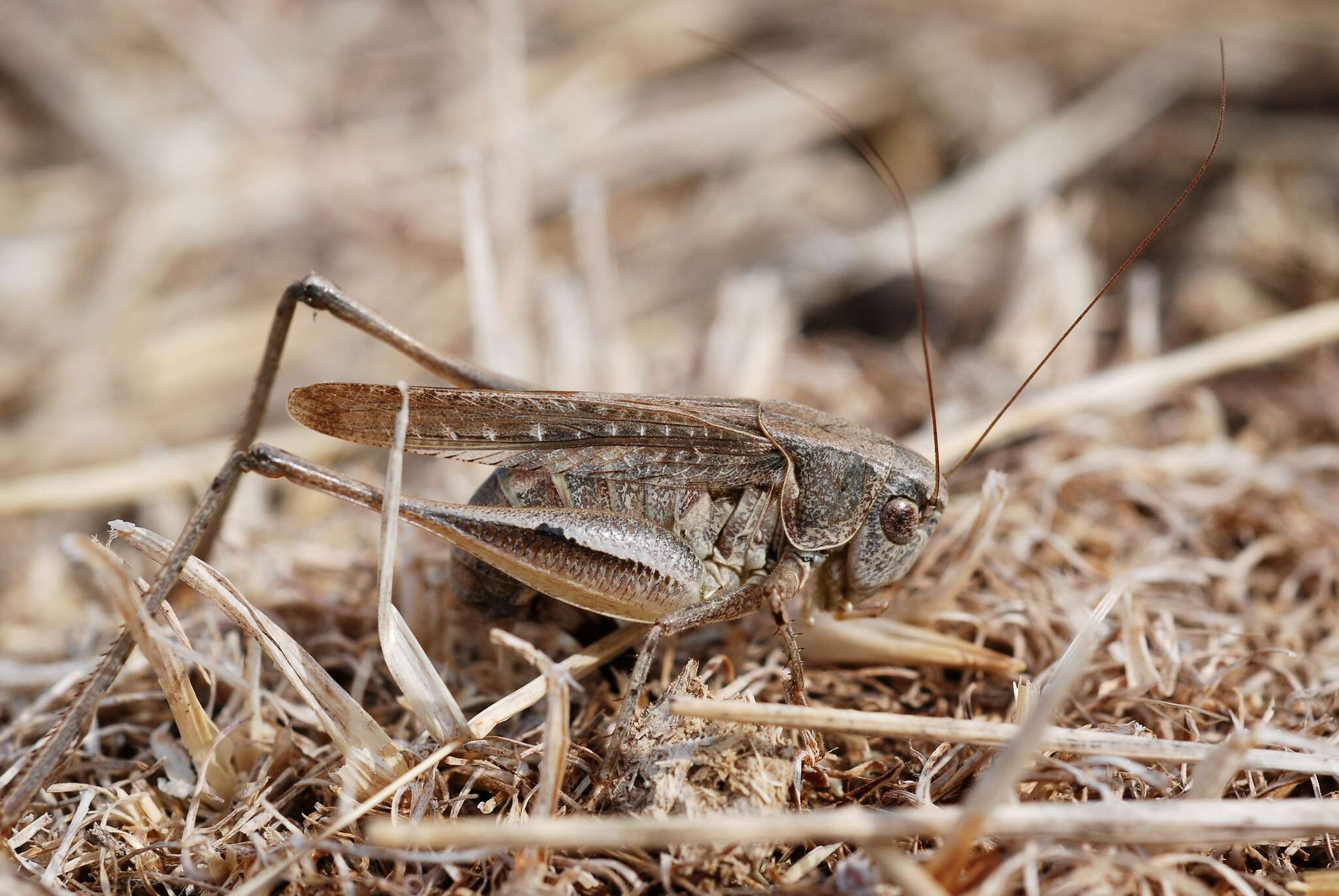 Plancia ëd Platycleis albopunctata (Goeze 1778)